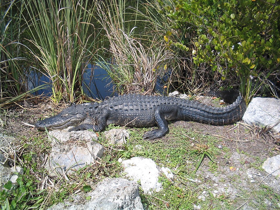 American Alligator