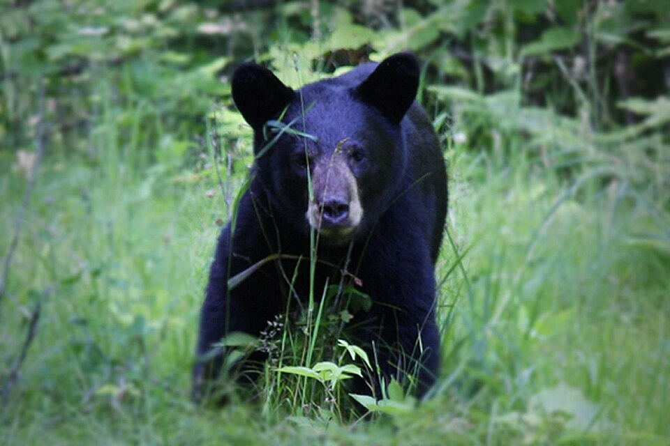 Florida Black Bear