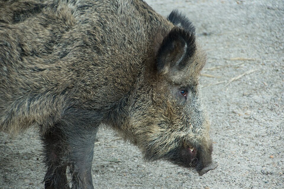 Wild Boar