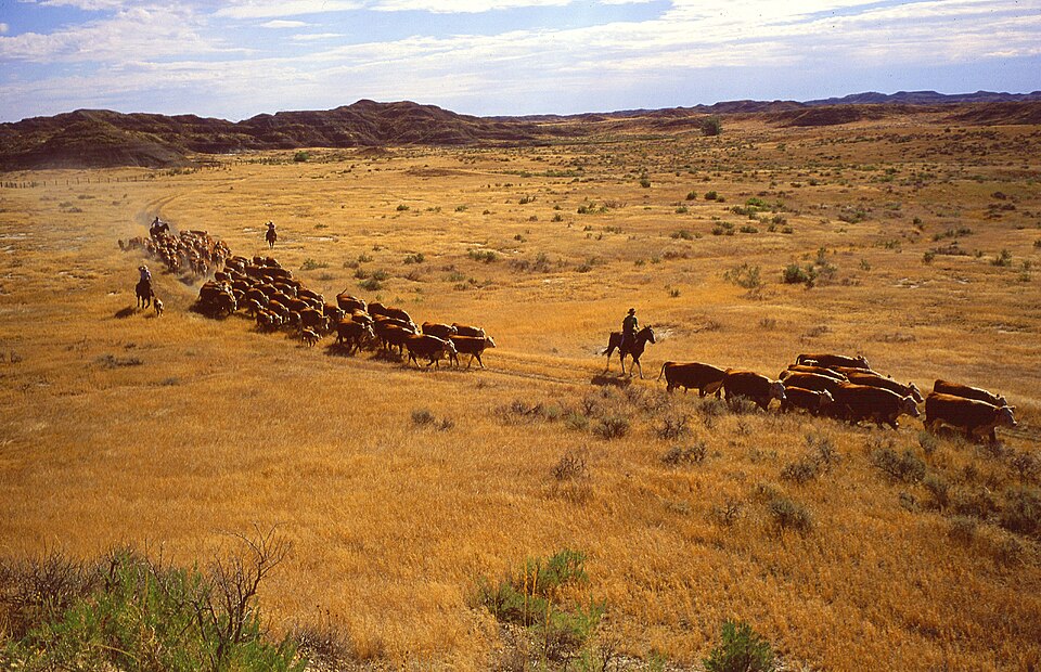 Cattle