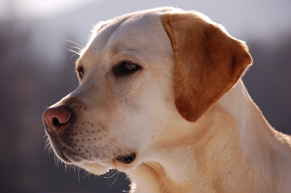 Dog