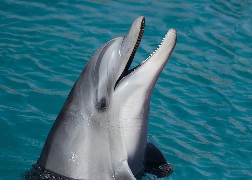 Bottlenose Dolphin