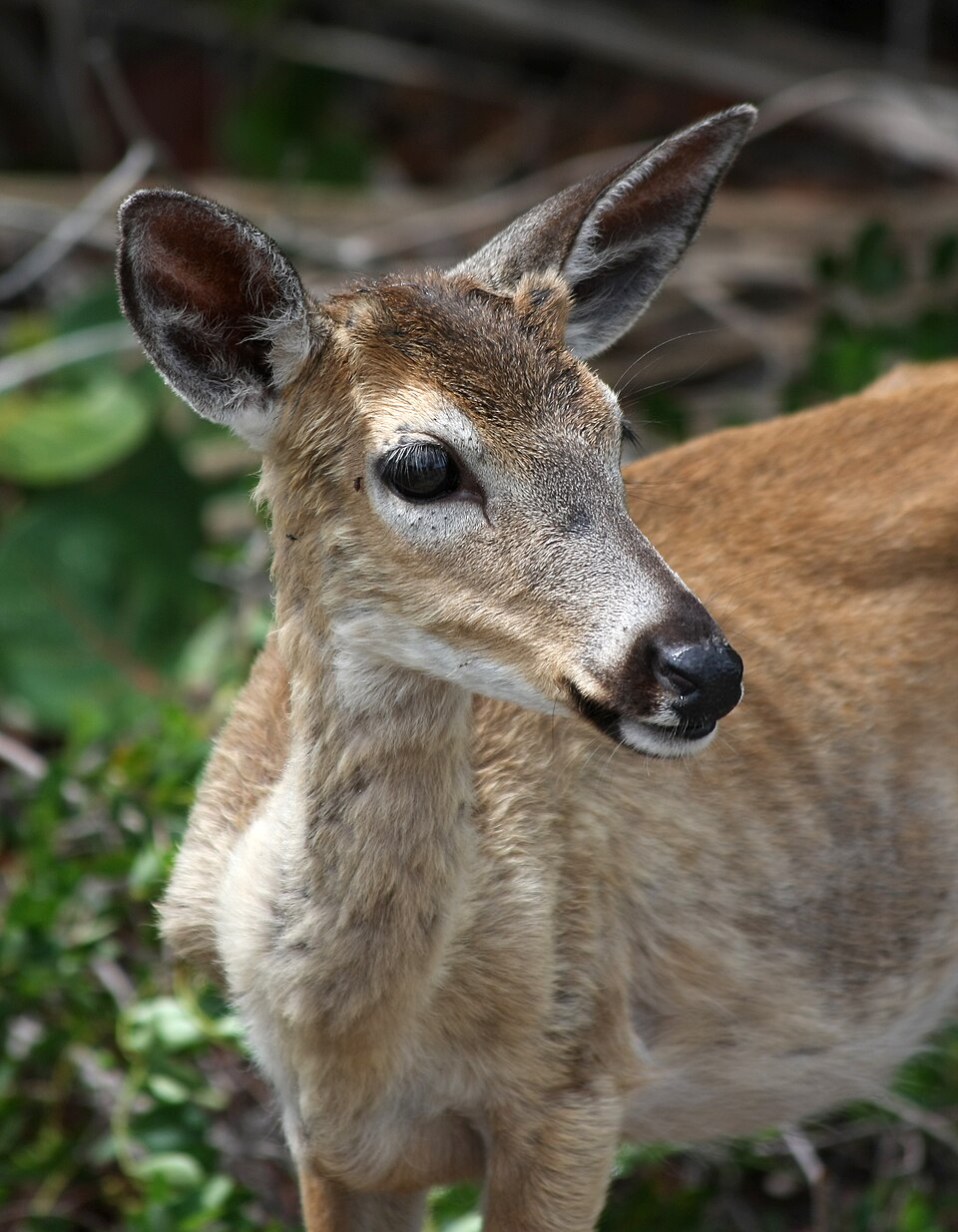 Key Deer
