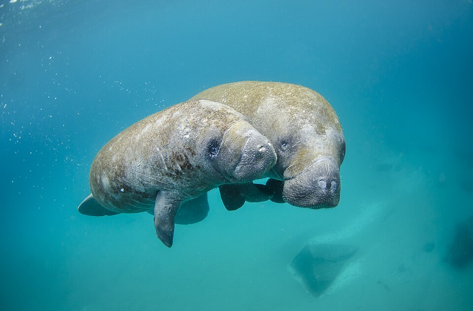 Florida Manatee