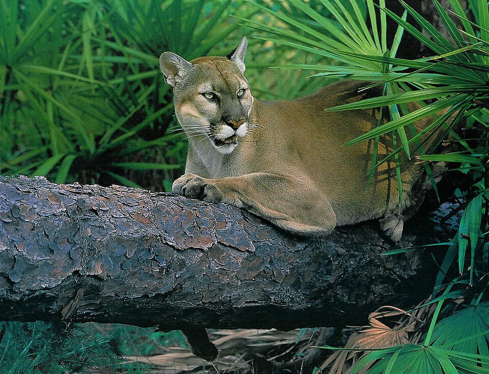 Wildlife of Leonida