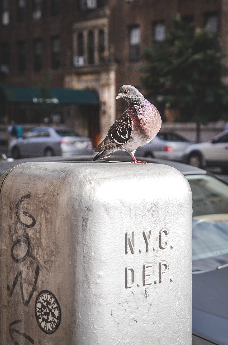 Pigeon
