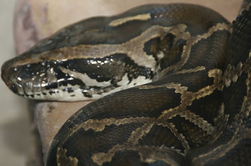 Burmese Python