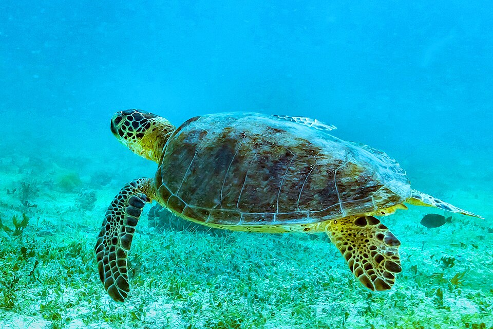 Green Sea Turtle
