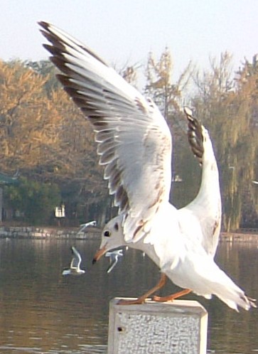 Laughing Gull
